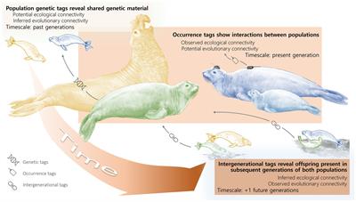 A unifying framework for understanding ecological and evolutionary population connectivity